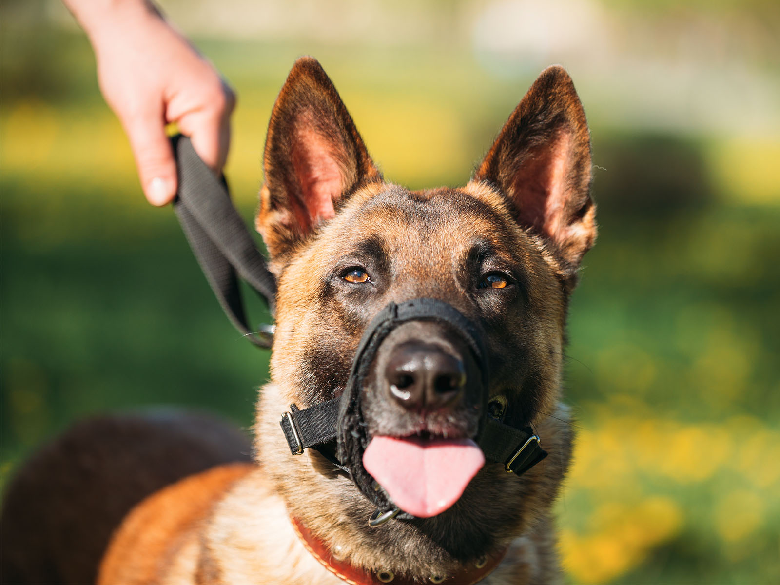 Police-Dog-on-Leash.jpg