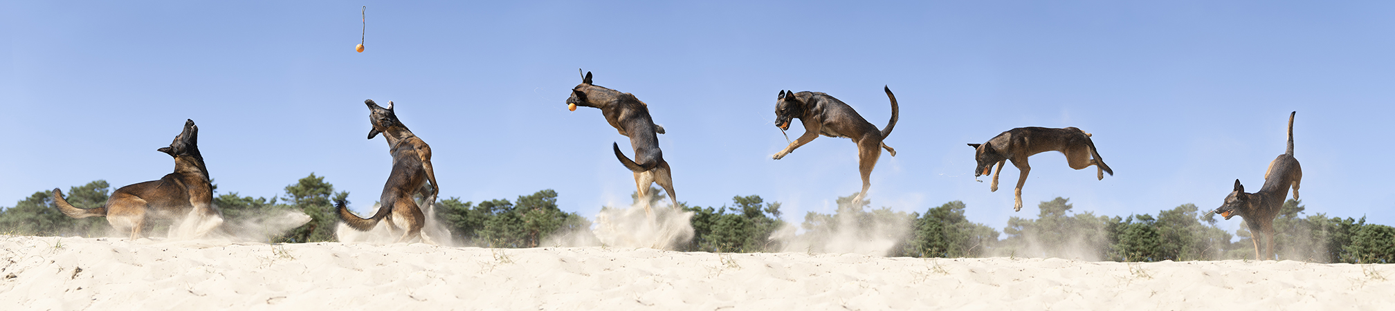 Dog Having Fun in Sand